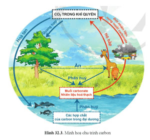 KHTN 9 Bài 32: Nguồn carbon. Chu trình carbon. Sự ấm lên toàn cầu Giải KHTN 9 Cánh diều trang 154, 155, 156, 157, 158