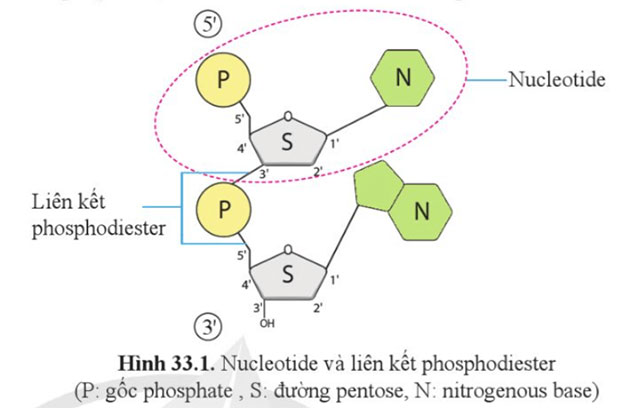 KHTN 9 Bài 33: Gene là trung tâm của di truyền học Giải KHTN 9 Cánh diều trang 159, 160, 161, 162