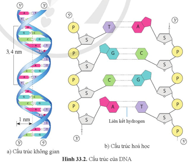 Gene là trung tâm của di truyền học