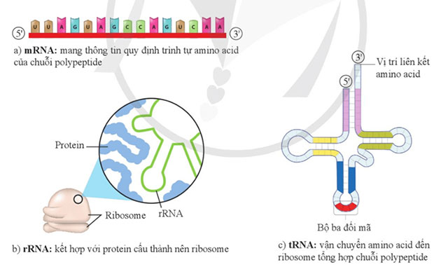 Gene là trung tâm của di truyền học