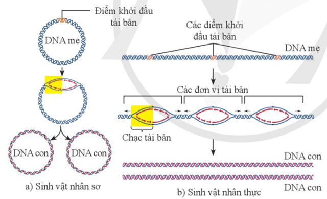 KHTN 9 Bài 34: Từ gene đến tính trạng Giải KHTN 9 Cánh diều trang 163, 164, 165, 166, 167, 168, 169