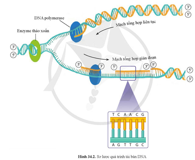 Từ gene đến tính trạng