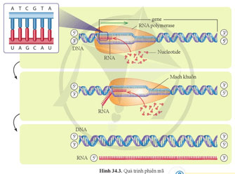 Từ gene đến tính trạng