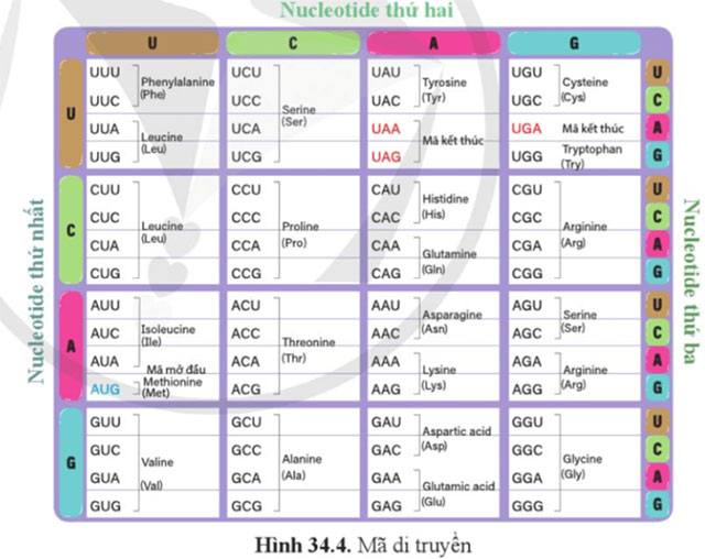 Từ gene đến tính trạng