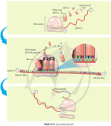 Từ gene đến tính trạng