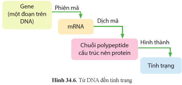 Từ gene đến tính trạng