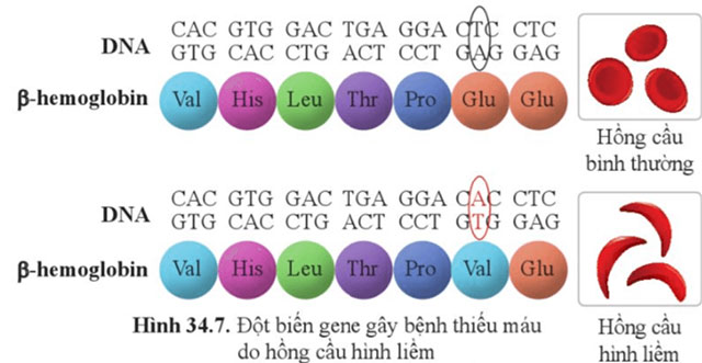 Từ gene đến tính trạng