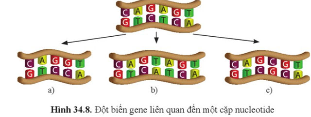 Từ gene đến tính trạng