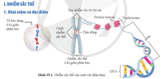 KHTN 9 Bài 35: Nhiễm sắc thể và bộ nhiễm sắc thể Giải KHTN 9 Cánh diều trang 170, 171, 172, 173, 174