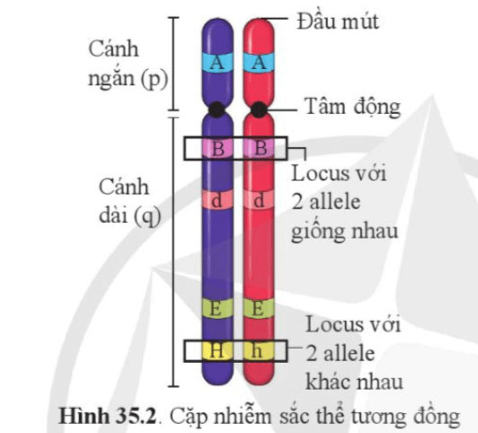 Nhiễm sắc thể và bộ nhiễm sắc thể