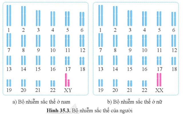 Nhiễm sắc thể và bộ nhiễm sắc thể