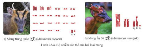 Nhiễm sắc thể và bộ nhiễm sắc thể