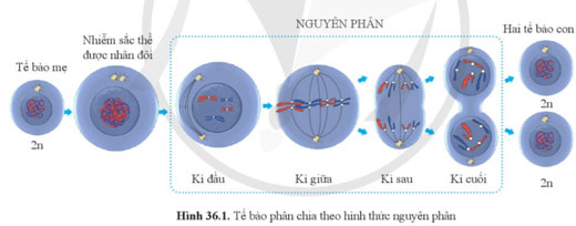 KHTN 9 Bài 36: Nguyên phân và giảm phân Giải KHTN 9 Cánh diều trang 175, 176, 177, 178