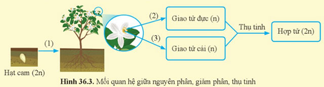 Nguyên phân và giảm phân