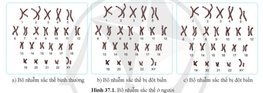 Đột biến nhiễm sắc thể