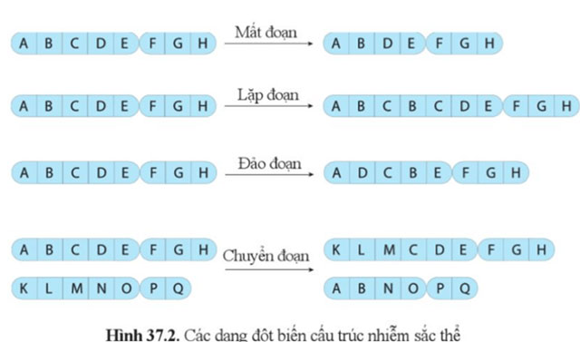 Đột biến nhiễm sắc thể