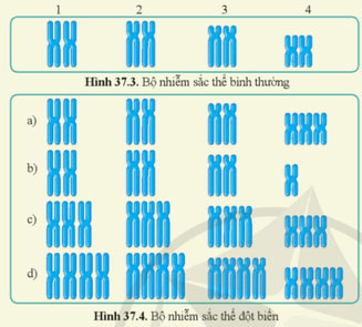 Đột biến nhiễm sắc thể