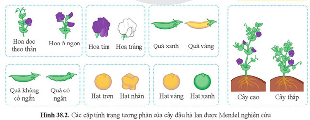 KHTN 9 Bài 38: Quy luật di truyền của Mendel Giải KHTN 9 Cánh diều trang 183, 184, 185, 186, 187, 188