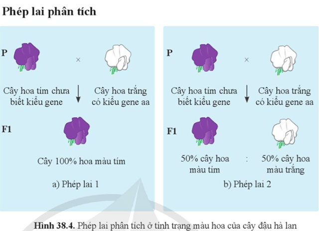 Quy luật di truyền của Mendel