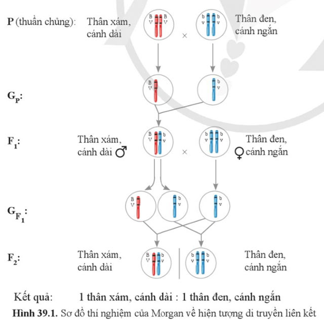 KHTN 9 Bài 39: Di truyền liên kết và cơ chế xác định giới tính Giải KHTN 9 Cánh diều trang 189, 190, 191