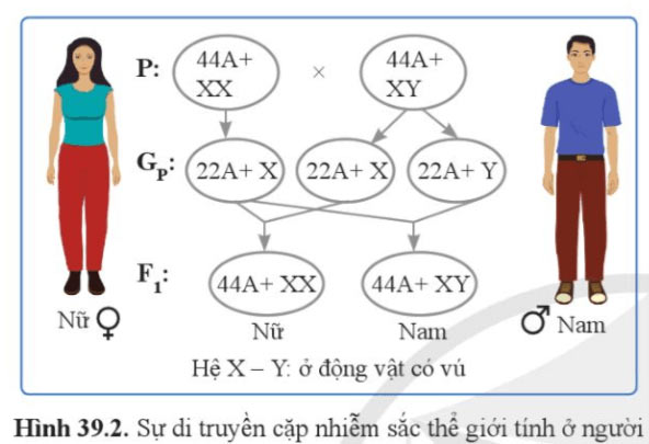 Di truyền liên kết và cơ chế xác định giới tính