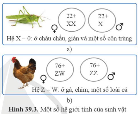 Di truyền liên kết và cơ chế xác định giới tính