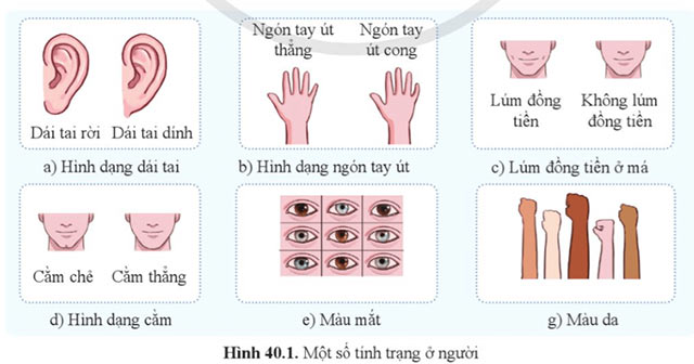 KHTN 9 Bài 40: Di truyền học người Giải KHTN 9 Cánh diều trang 192, 193, 194, 195