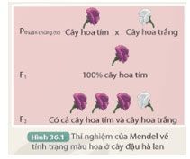 Hình 36.1