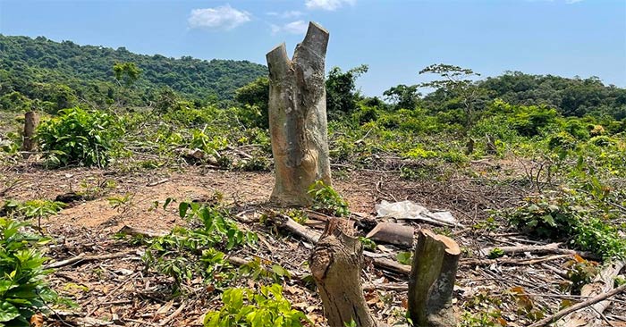 Văn mẫu lớp 9: Nghị luận về tình trạng chặt phá rừng phòng hộ đầu nguồn ở nước ta hiện nay Viết bài văn nghị luận về một vấn đề cần giải quyết lớp 9 KNTT