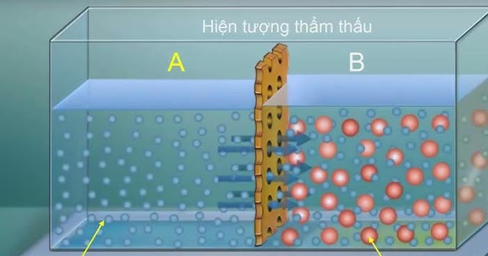 Điểm giống và khác nhau giữa khuếch tán và thẩm thấu Bài tập Sinh học 10