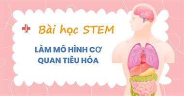 PowerPoint STEM Làm mô hình cơ quan tiêu hóa