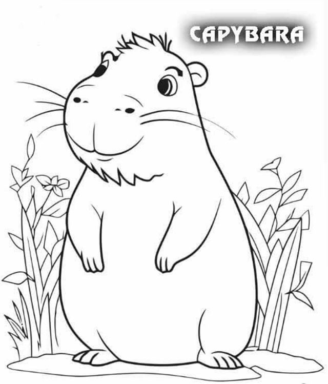 Tranh tô màu Capybara Bộ tranh Capybara đen trắng